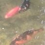 large goldfish available Image 3