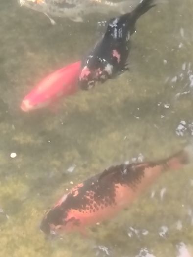 large goldfish available