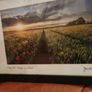 Framed pictures (2) Bailey Lighthouse /Poppy Field Image 3