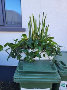 Indoor planter