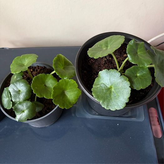 Plant
