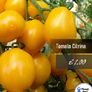 Tomato seeds Over 20 varieties Professionally packed Image 3