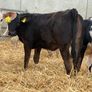 10 Continental Heifers - Image 6
