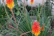 Red Hot Poker in a pot in flower now 24/7/2026