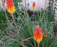 Red Hot Poker in a pot in flower now 17/7/2026