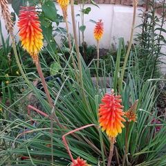 Red Hot Poker in a pot in flower now 17/7/2026