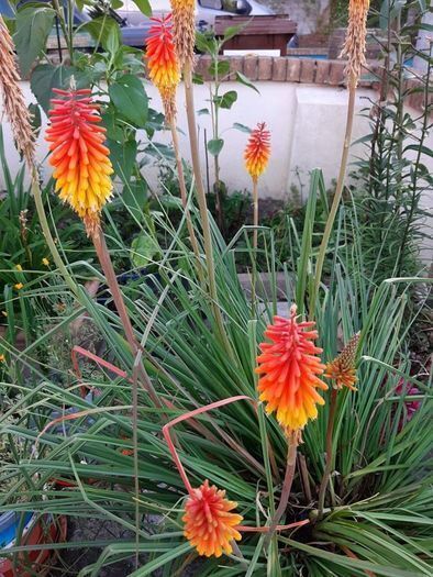Red Hot Poker in a pot in flower now 1/8/2026