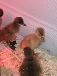 Ducklings