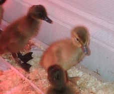 Ducklings