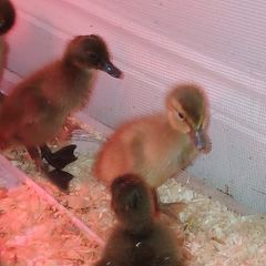 Ducklings