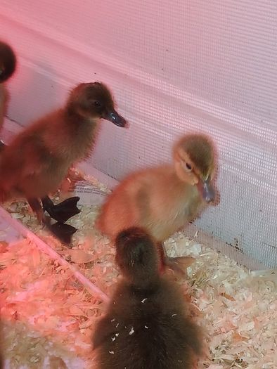Ducklings