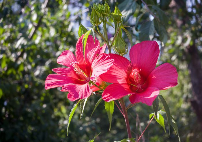 Canon EF 28-70mm f3.5-4.5 II