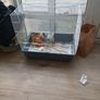 Birdcage Image 5