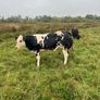 Super Overdose heifer for sale Image 3