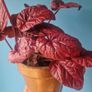 begonia Image 2