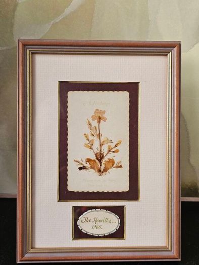 Vintage Framed Dried Pressed Wildflowers Picture Art
