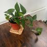 Golden pathos house plant Image 2