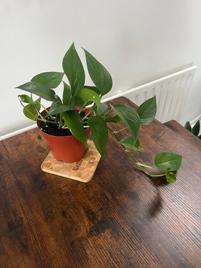 Golden pathos house plant