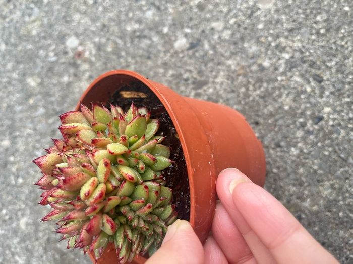 plant