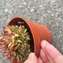 plant Image 2