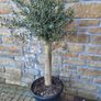 Olive tree : extra large 45cm pot Image 4