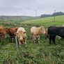 Organic bullocks for sale Image 2