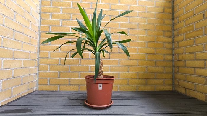 Yucca Indoor Plant