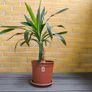 Yucca Indoor Plant Image 2