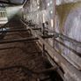Cow Cubicles Image 3