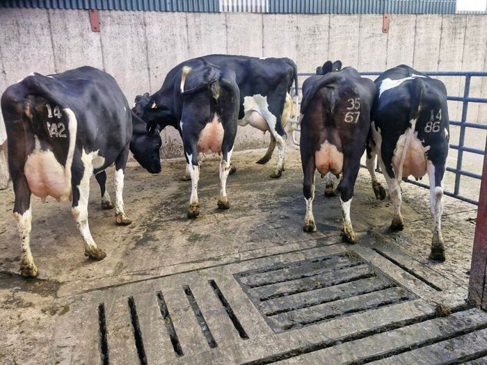 Freshly calved young cows