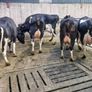 Freshly calved young cows Image 7