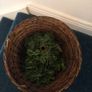 Christmas tree Image 7