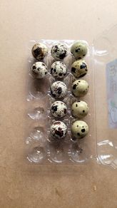 Fertile quail eggs