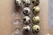 Fertile quail eggs