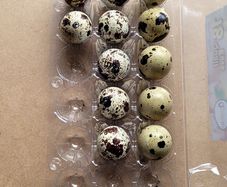 Fertile quail eggs