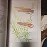 Eheim 160 pick up filter, stones and aquarium book.. Image 9
