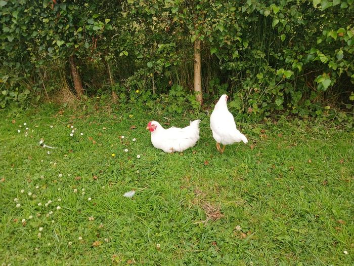 Roosters