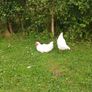Roosters Image 2