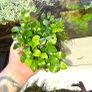 plants Image 9
