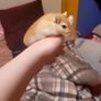 Gerbils Image 4