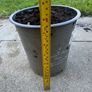 plant Image 3