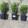 Box Hedging Image 3