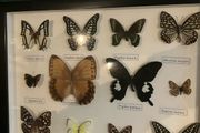 butterfly collection