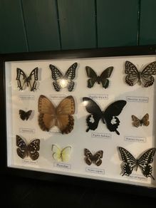 butterfly collection