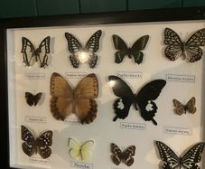 butterfly collection