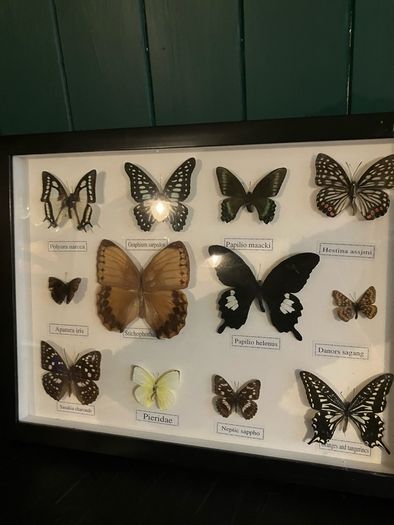 butterfly collection