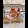 Ducks And Hens Image 2