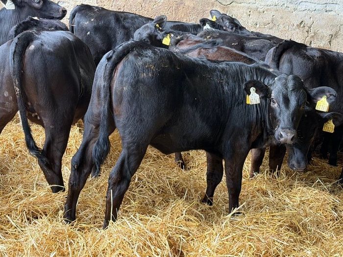 31 Properly Well Fed Calves