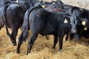 31 Properly Well Fed Calves