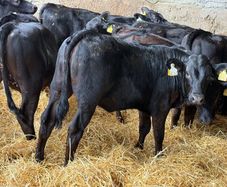 31 Properly Well Fed Calves